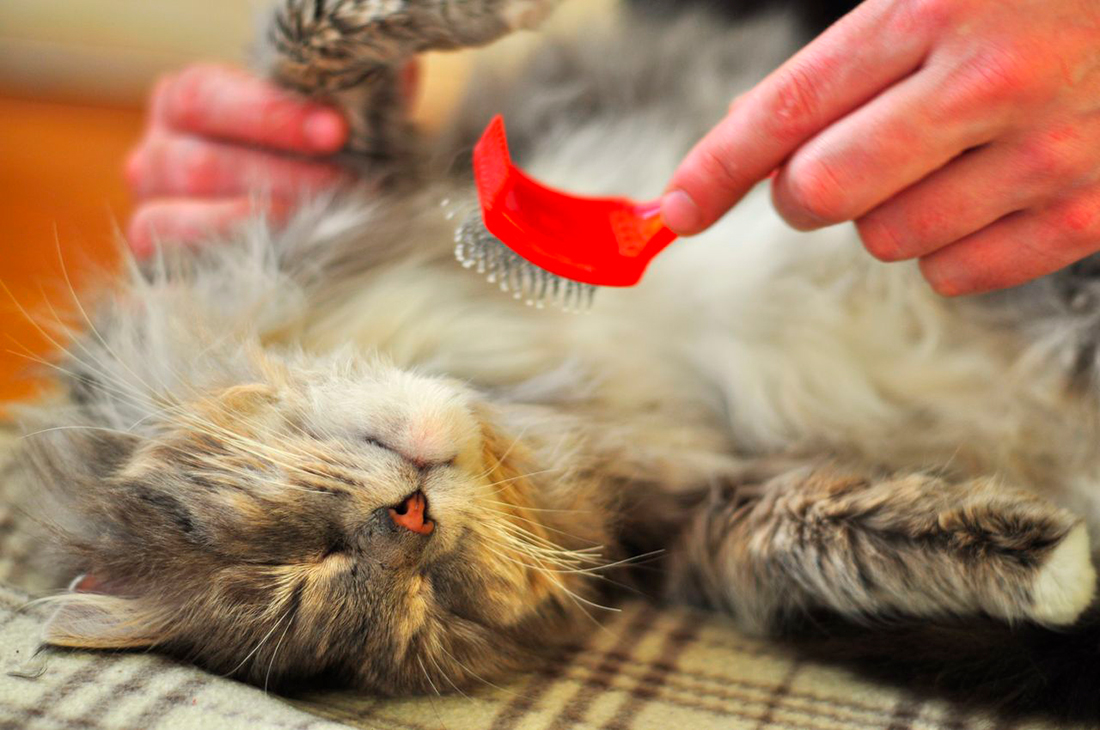 Cepillado gatos - Foto propiedad de: Ivanna Lebediuk - Pexels