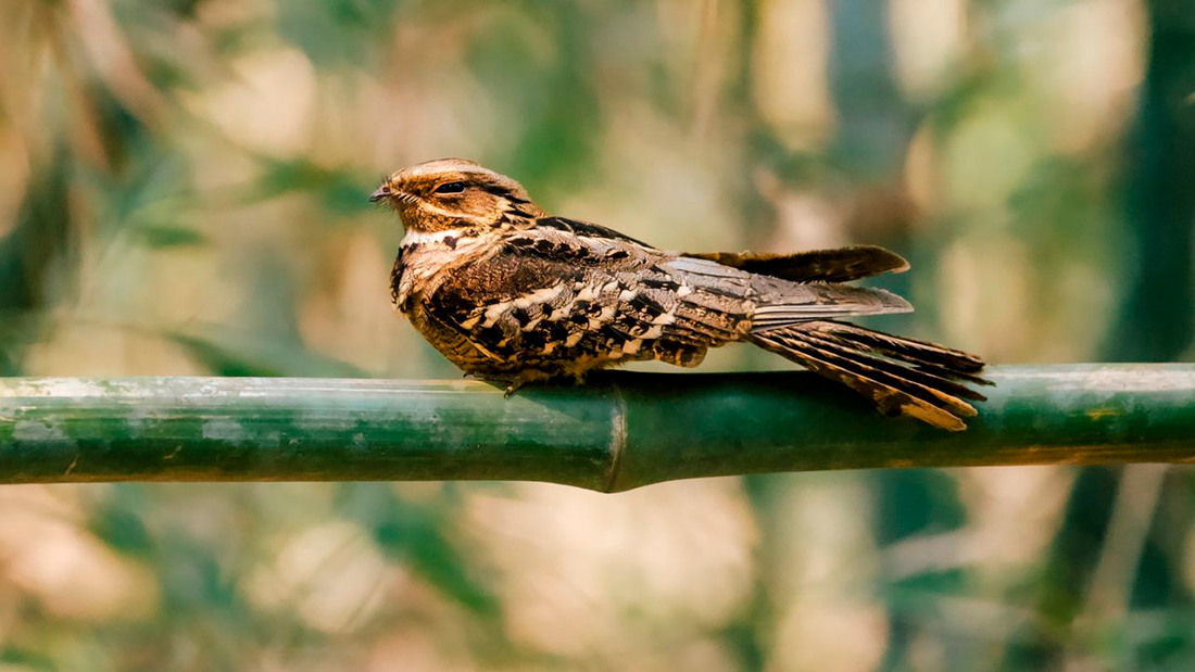 Chotacabras - Foto propiedad de: Banhisikha Banerjee - Pexels