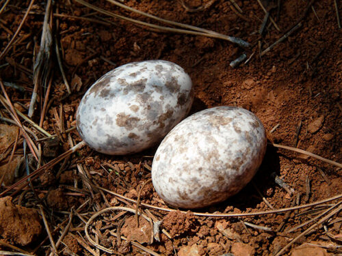 Chotacabras Huevos - Foto propiedad de: Nottsexminer - Nightja - Wikipedia