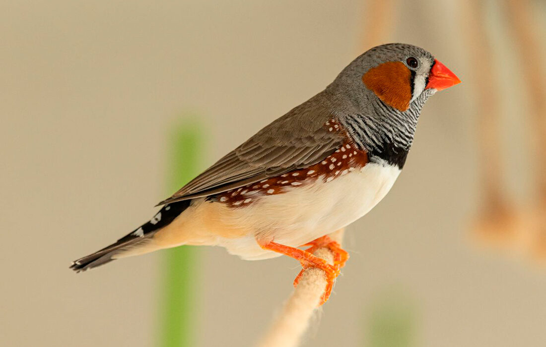 Diamante de Gould - Foto propiedad de: Petr Ganaj - Pexels