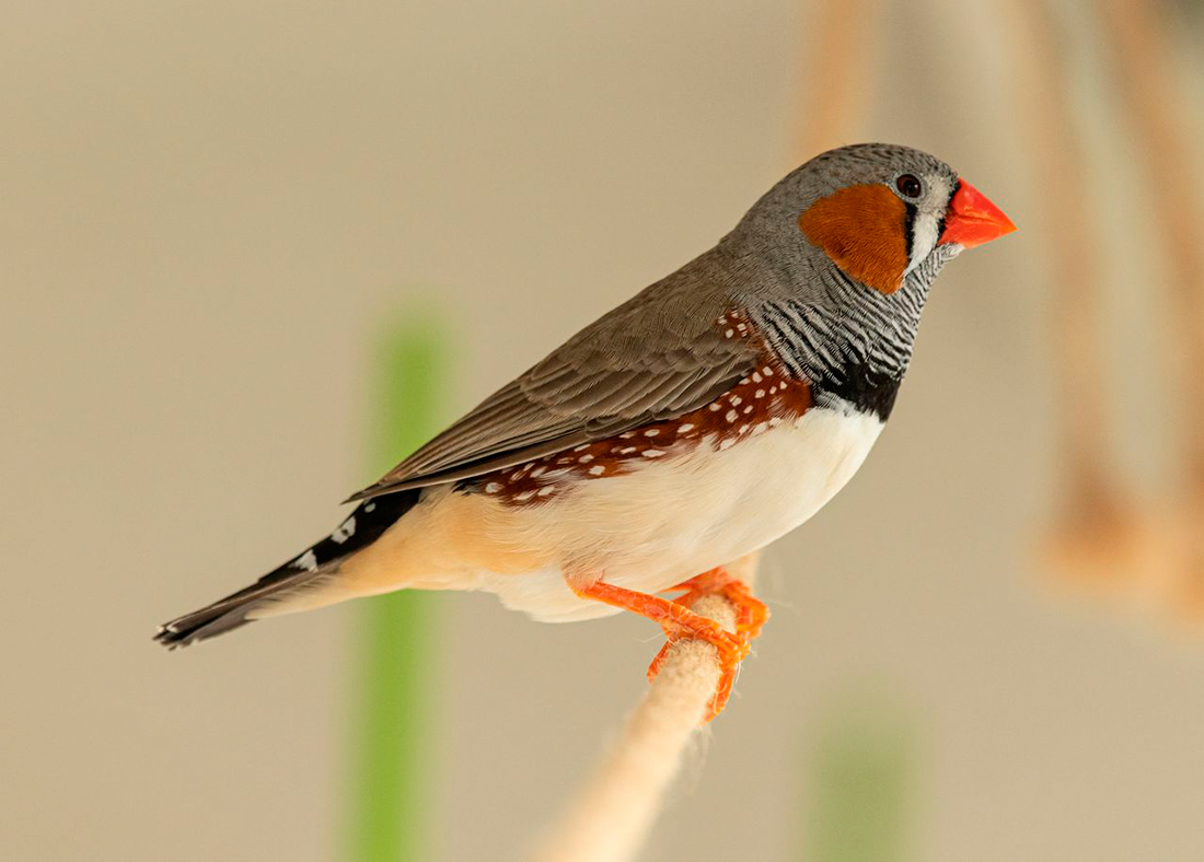 Diamante de Gould - Foto propiedad de: Petr Ganaj - Pexels