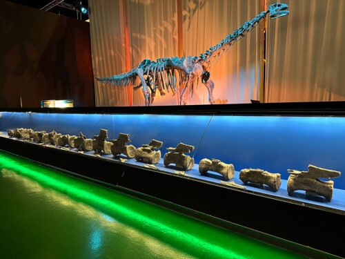Dnosaurio Diplodocus - Fundación Conjunto Paleontológico de Teruel-Dinópolis