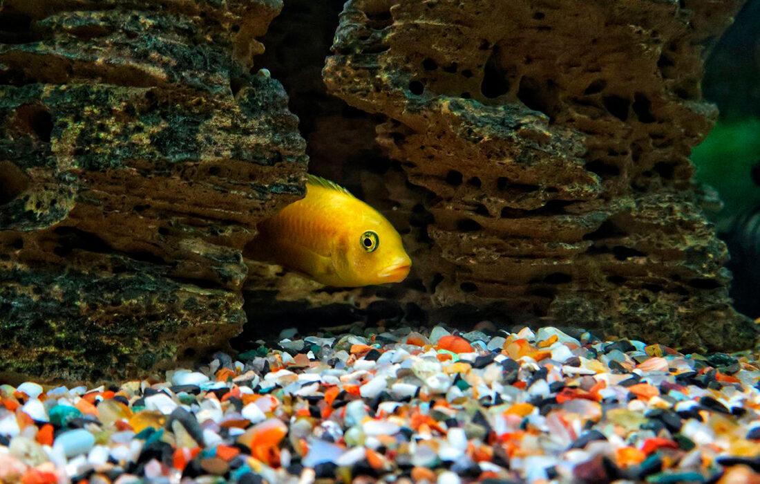 Escondites peces - Fotos propiedad de: Monamie Chakravarti - Pexels