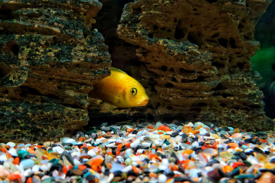 Escondites peces - Fotos propiedad de: Monamie Chakravarti - Pexels