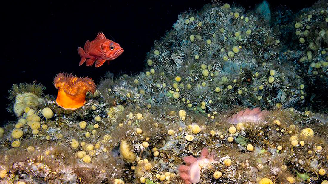 Esponja - Foto: NOAA Ocean Exploration, Seascape Alaska.