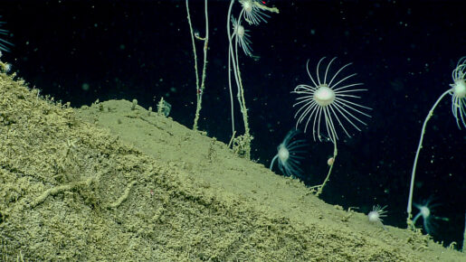 Esponjas carnívoras - Crédito: NOAA Ocean Exploration, Seascape Alaska