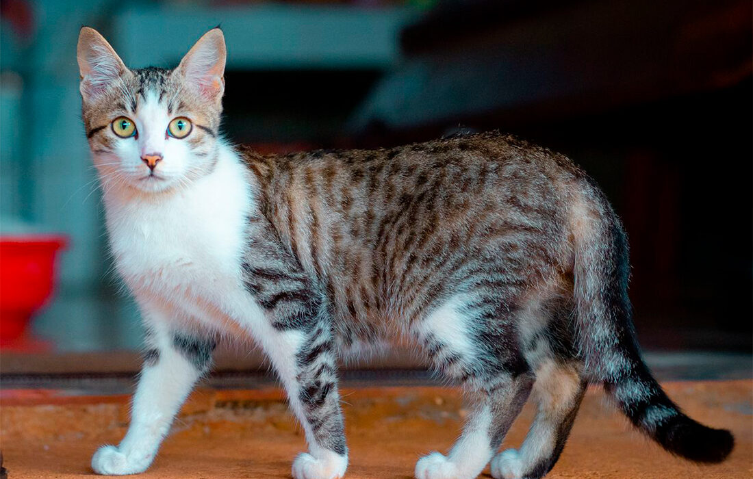 gato