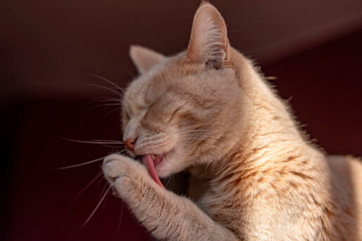 Gato aseandose -Foto propiedad de: Franco Monsalvo - Pexels