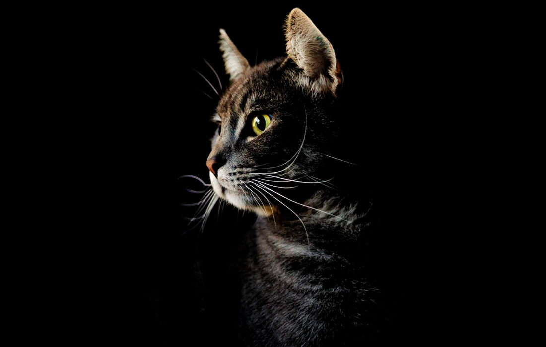 Gato maullando - Foto propiedad de: Matthew Heneghan - Pexels