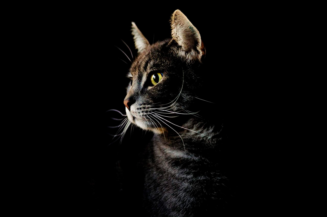 Gato maullando - Foto propiedad de: Matthew Heneghan - Pexels