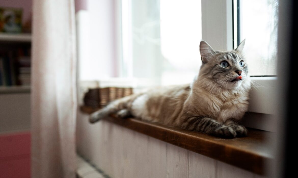 Gato tumbado - Freepick