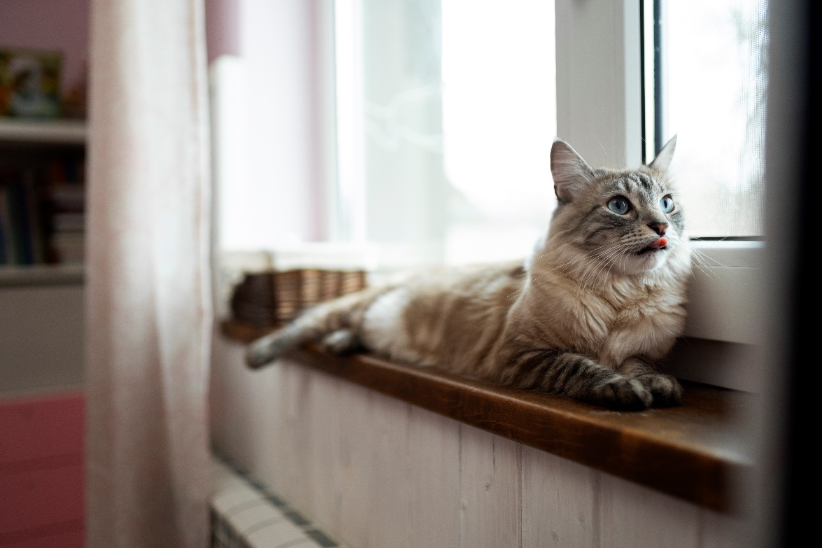 Gato tumbado - Freepick