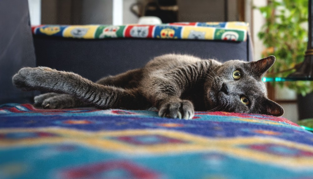 Gatos - Pexels