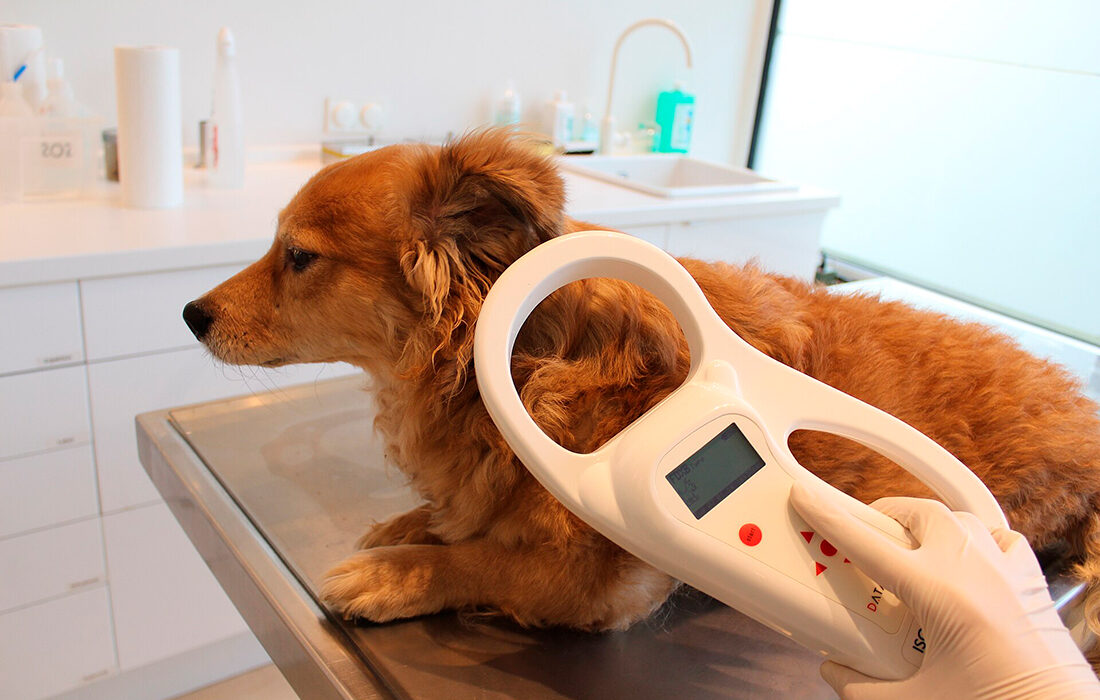 Microchip - Foto propiedad de: Sternrenette - Wikipedia
