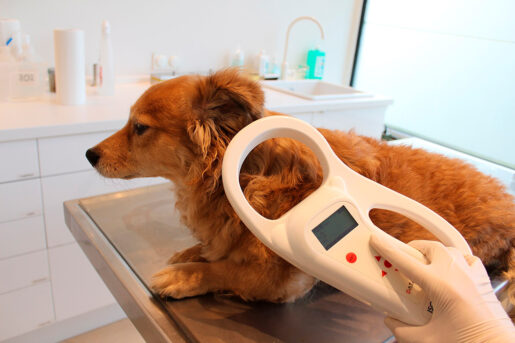 Microchip - Foto propiedad de: Sternrenette - Wikipedia