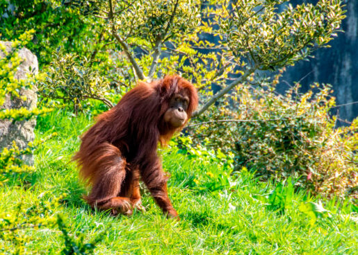 Orangután de Borneo - Foto propiedad de: David Atkins - Pexels