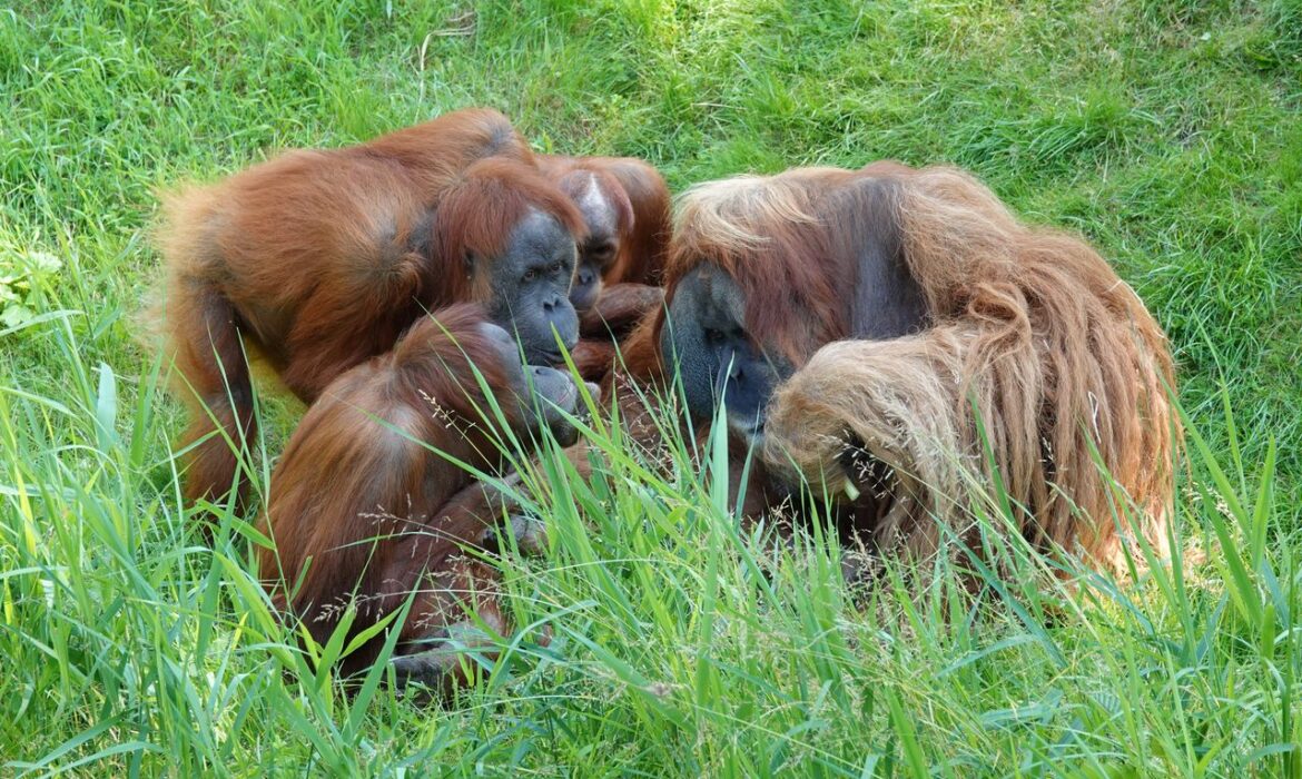 Orangutan de Borneo - Foto propiedad de: René Wechet