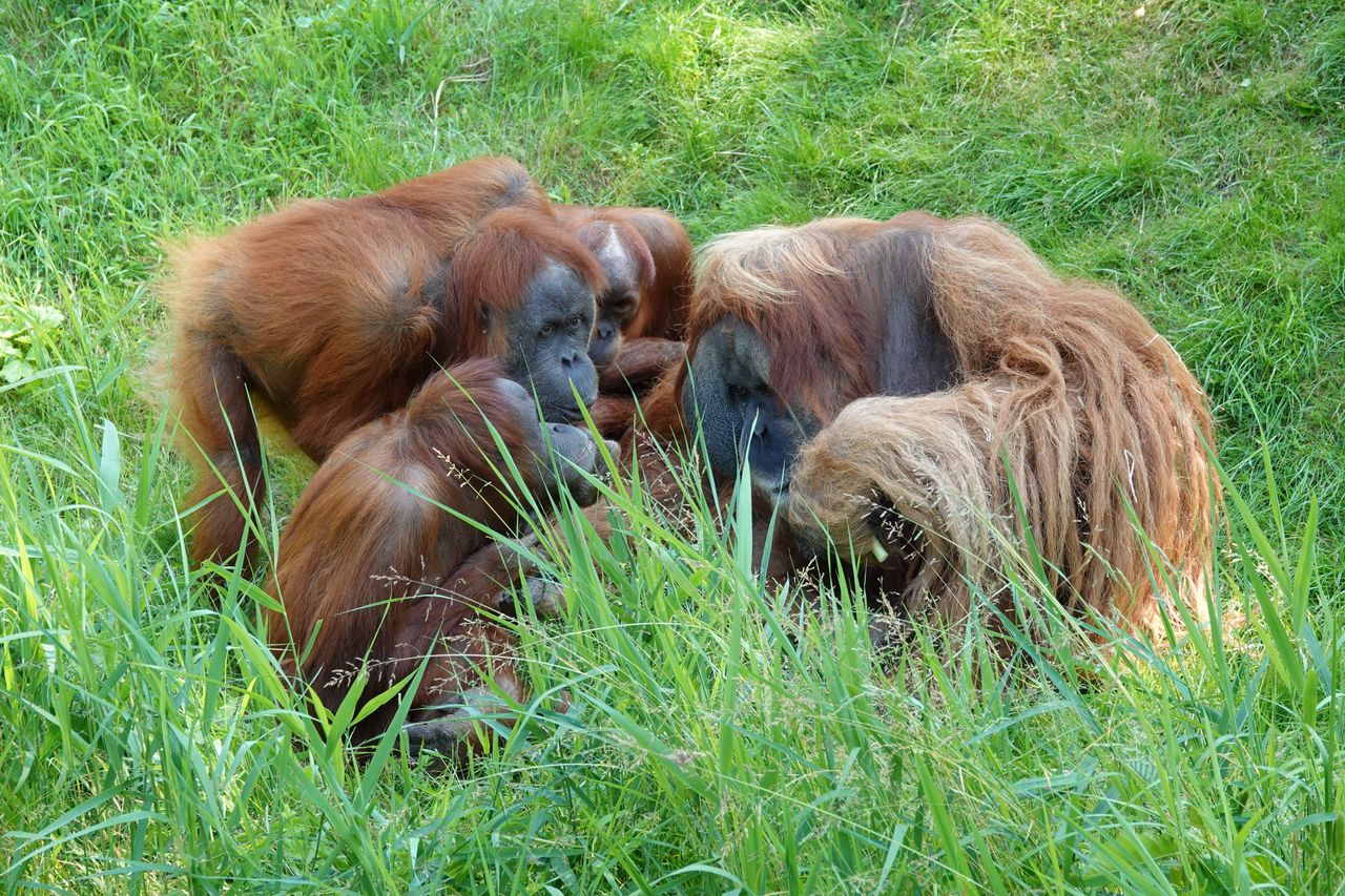 Orangutan de Borneo - Foto propiedad de: René Wechet