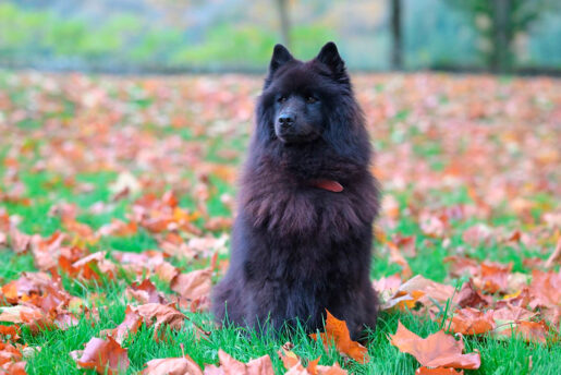 Perro en parque - Foto propiedad de: JacLou- DL - Pexels
