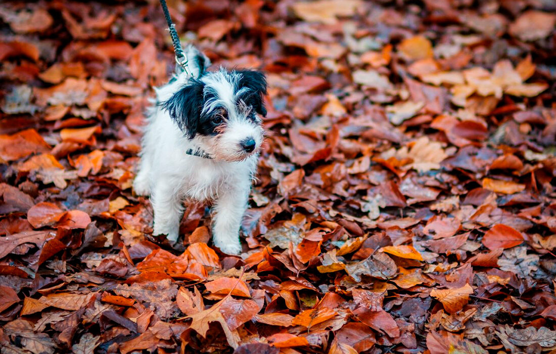 Otoño perros - Haberdoedas - Pexels