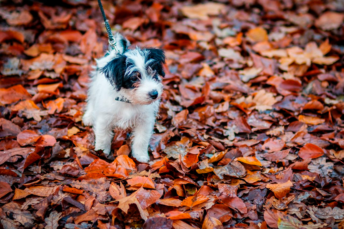 Otoño perros - Haberdoedas - Pexels