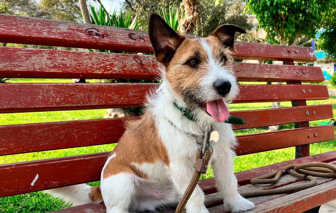 Perro