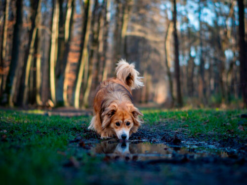 Perro charco - Michał Robak - Pexels