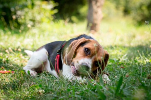 Perro comiendo - Foto propiedad de:Anton Atanasov - Pexels
