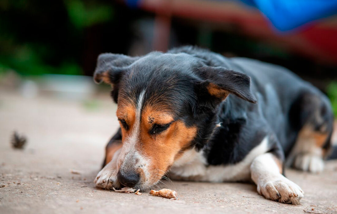 Perro comiendo - Foto propiedad de: Михаил Крамор- Pexels