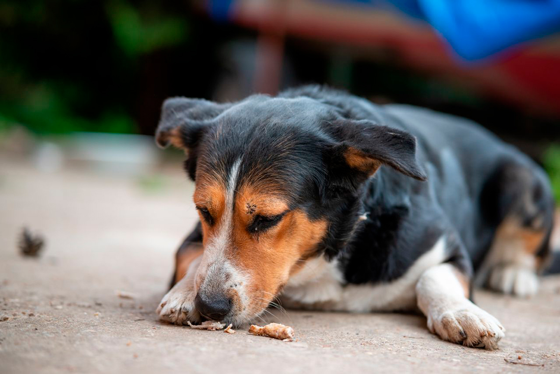 Perro comiendo - Foto propiedad de: Михаил Крамор- Pexels