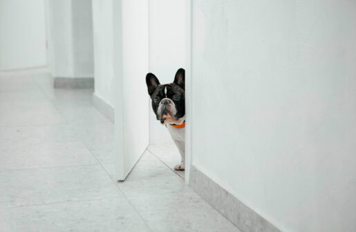 Perro solo en casa - Foto propiedad de: Ольга А - Pexels