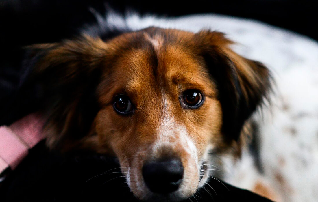 perro.ansiedad