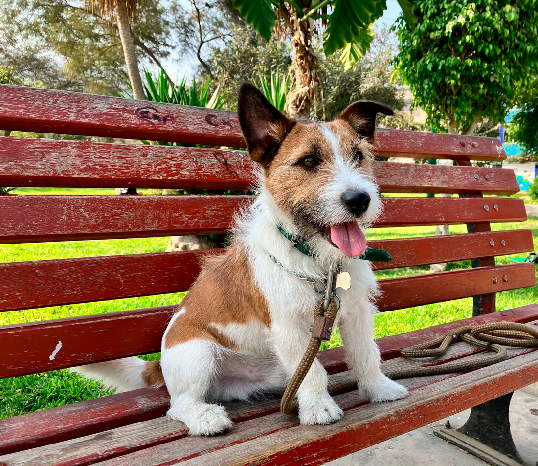 Perro