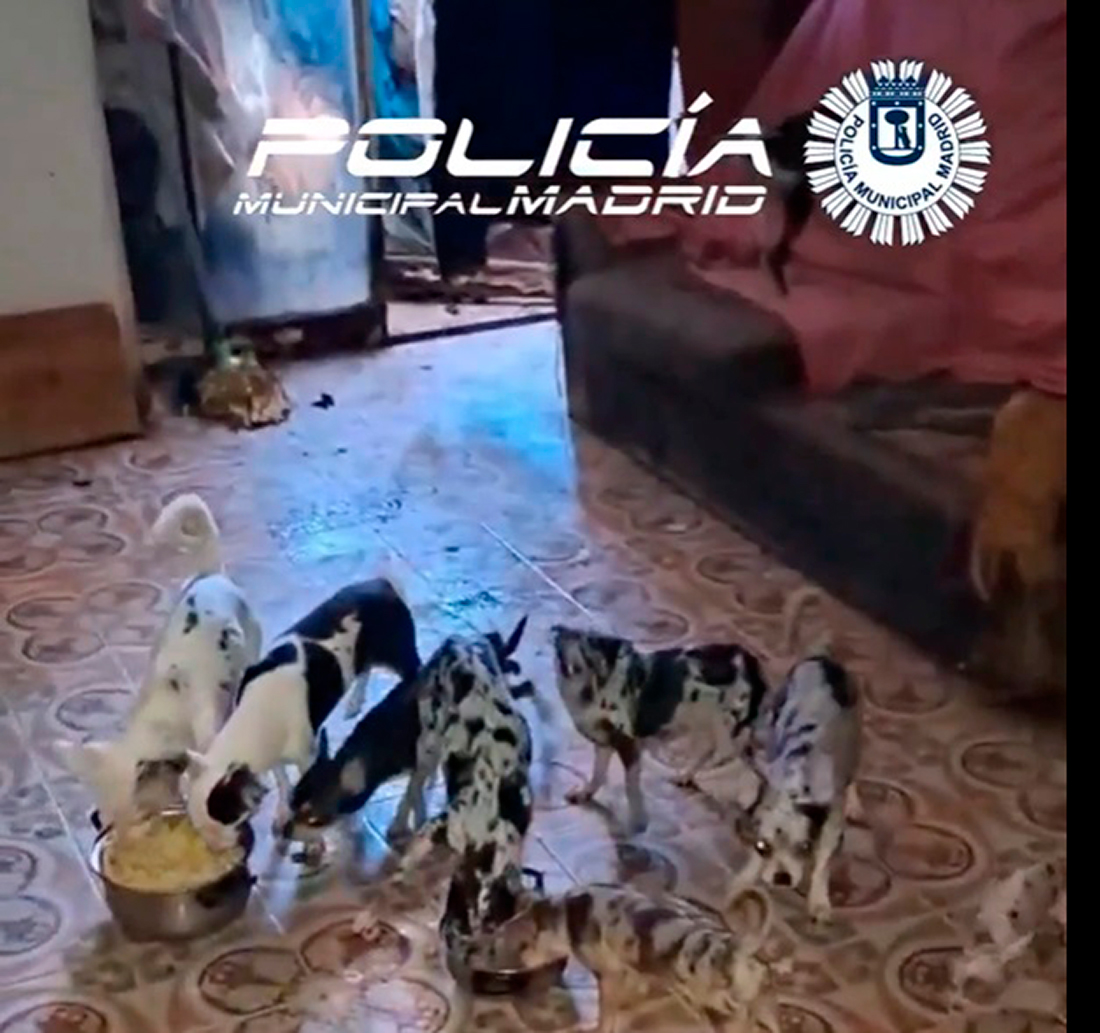 Policía