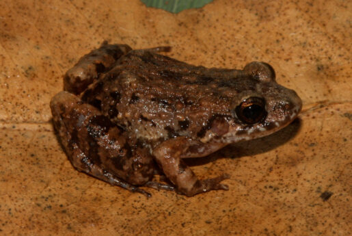 Adenomera varcena