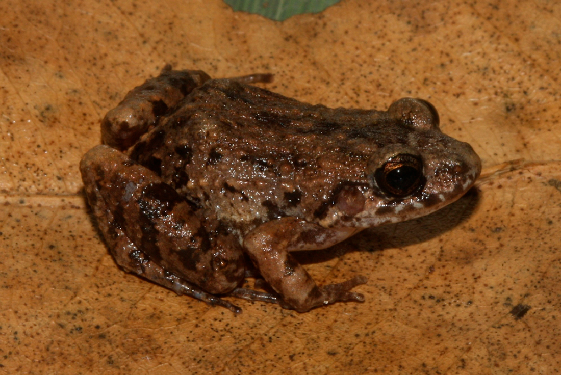 Adenomera varcena