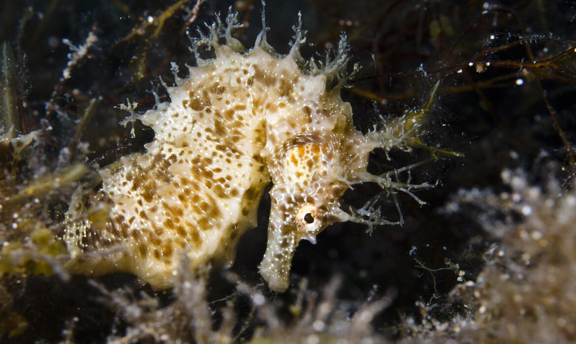 Foto: prilfish / Wikimedia Commons / CC BY 2.0