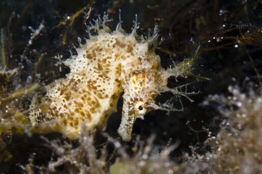 Foto: prilfish / Wikimedia Commons / CC BY 2.0