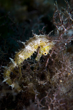 Foto: prilfish / Wikimedia Commons / CC BY 2.0