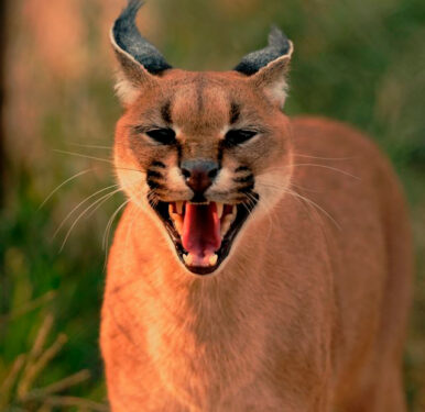 Caracal - Foto propiedad de: Bobby VD Merwe - Pexels