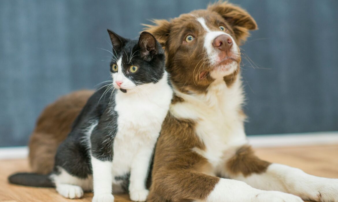 Foto caída de pelo perros y gatos