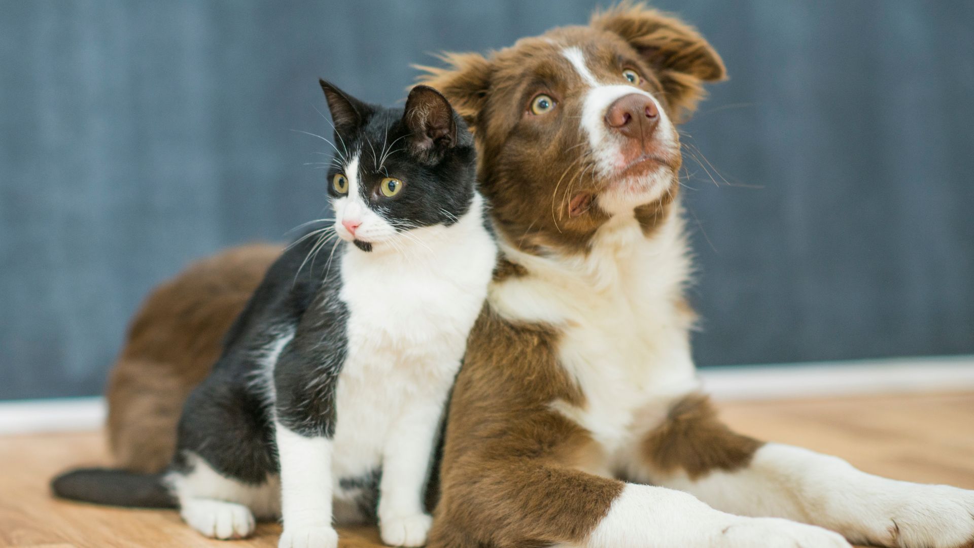 Foto caída de pelo perros y gatos
