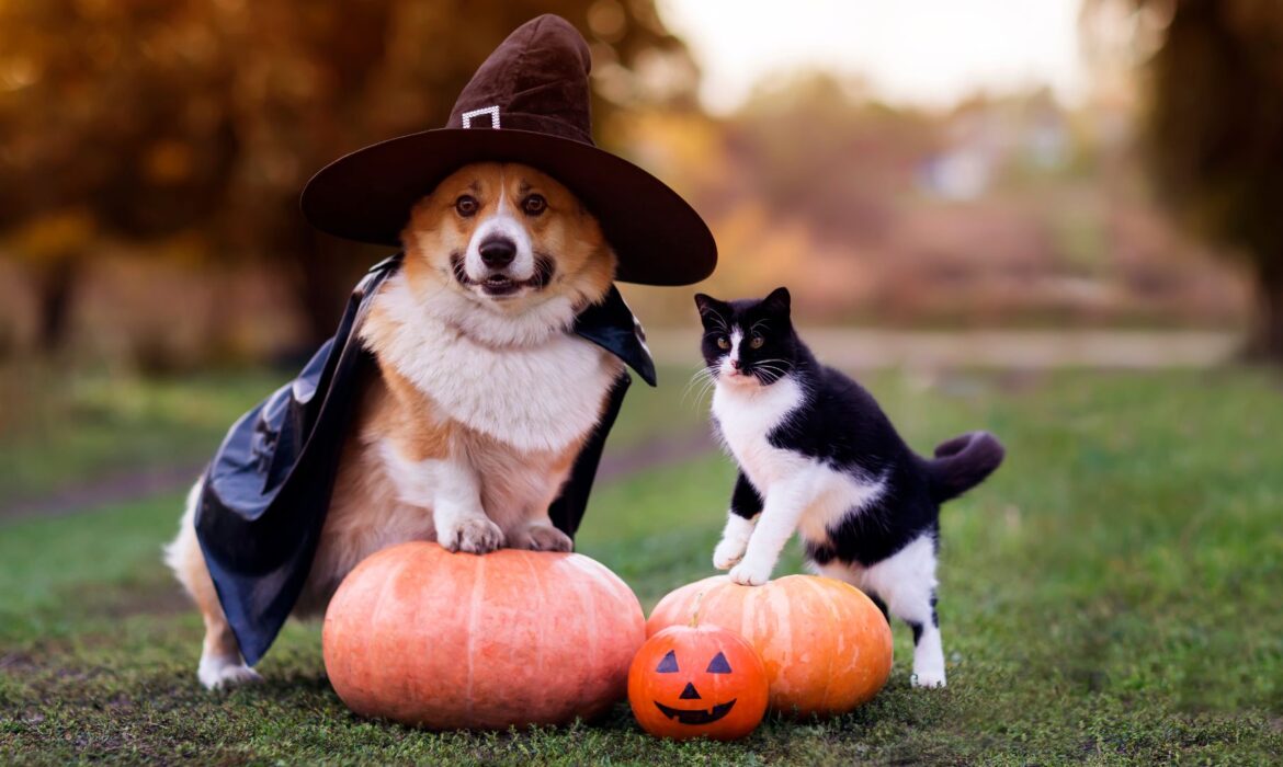 Halloween Perros y Gatos