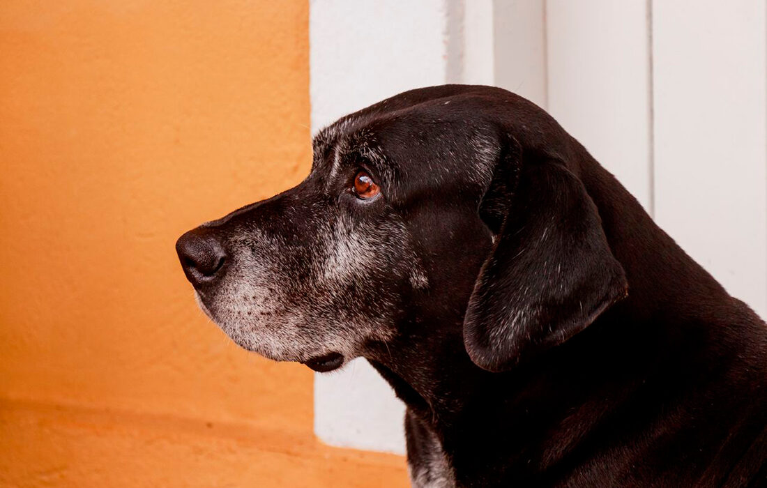 Perro mayor - Foto propiedad de: Victor Cayke - Pexels
