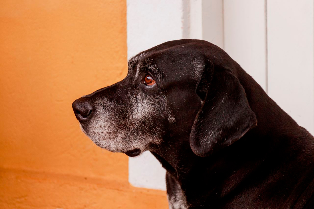 Perro mayor - Foto propiedad de: Victor Cayke - Pexels