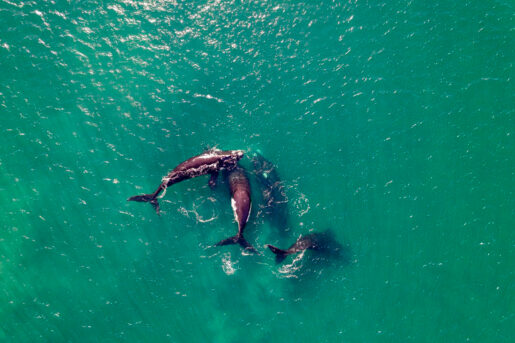 Ballena franca austral - Foto propiedad de: Ivan Stecko - Pexels
