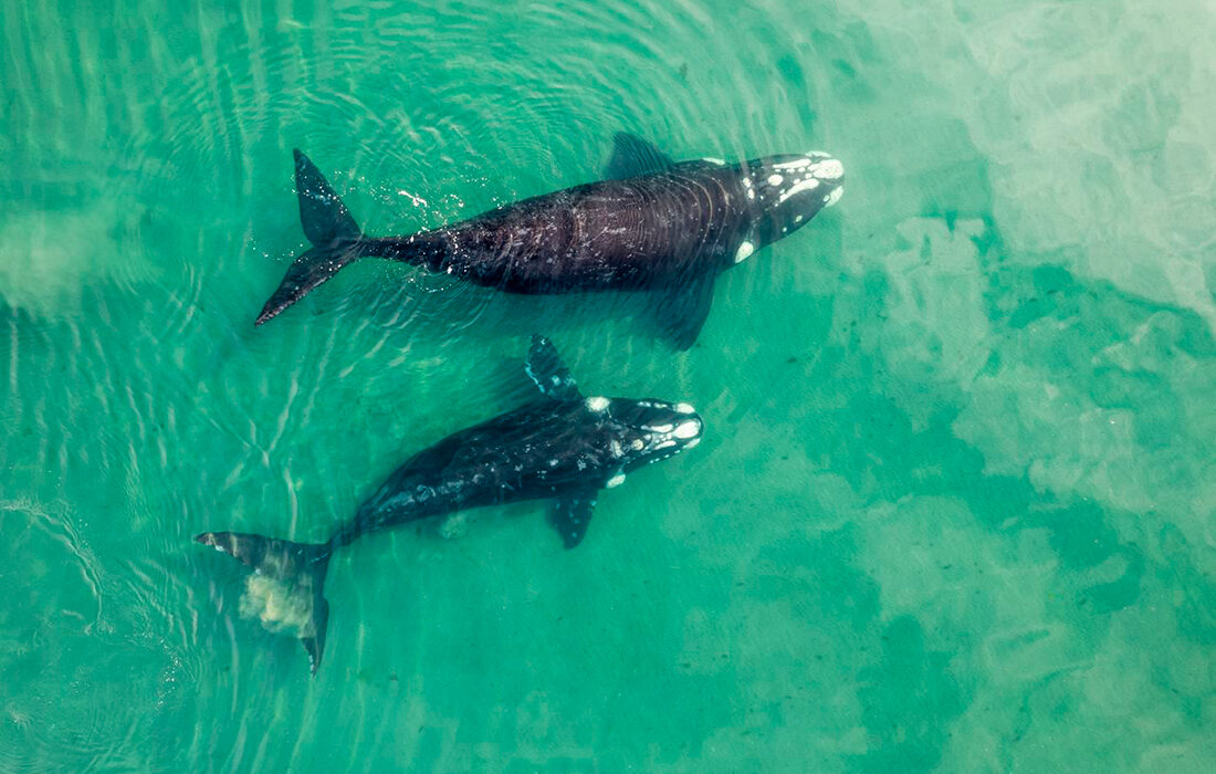 Ballena franca austral - Foto propiedad de: Ivan Stecko - Pexels