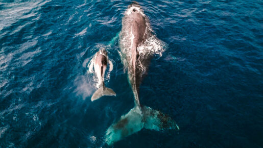 Ballena franca - Foto propiedad de: Nicolas Lesueur - Pexels