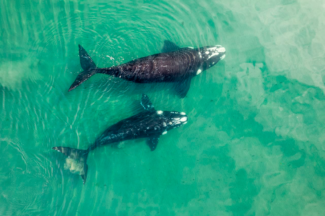 Ballena franca austral - Foto propiedad de: Ivan Stecko - Pexels