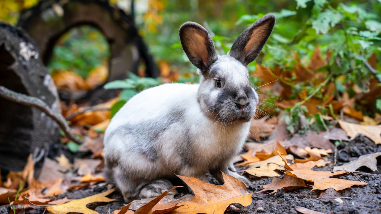 Conejos en otoño - Foto propiedad de: Andres Figueroa - Pexels